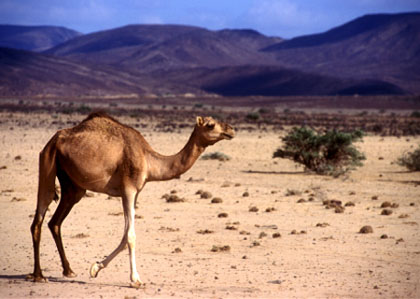 Dromadaire sauvage